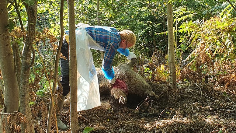 Person med plastförklde i tät lövskog med dött vildsvin vid fötterna.