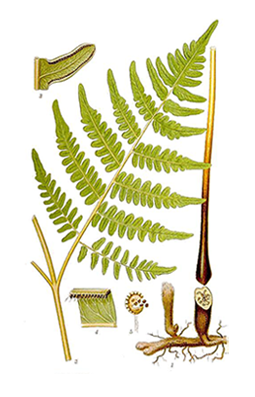 Illustration av örnbräkens olika växtdelar.