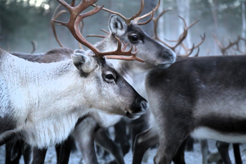 Reindeer