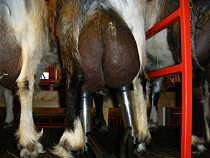 Get med mastit i sitt juver, sett bakifrån.