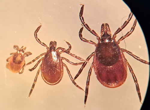Ixodes-persulcatus-tajgafästing--nymf-hane-hona-Murielle-Ålund.jpg