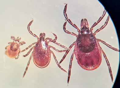 Ixodes persulcatus-tajgafästing-nymf hane hona