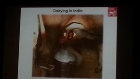 Bild från presentation om mjölkning i indien
