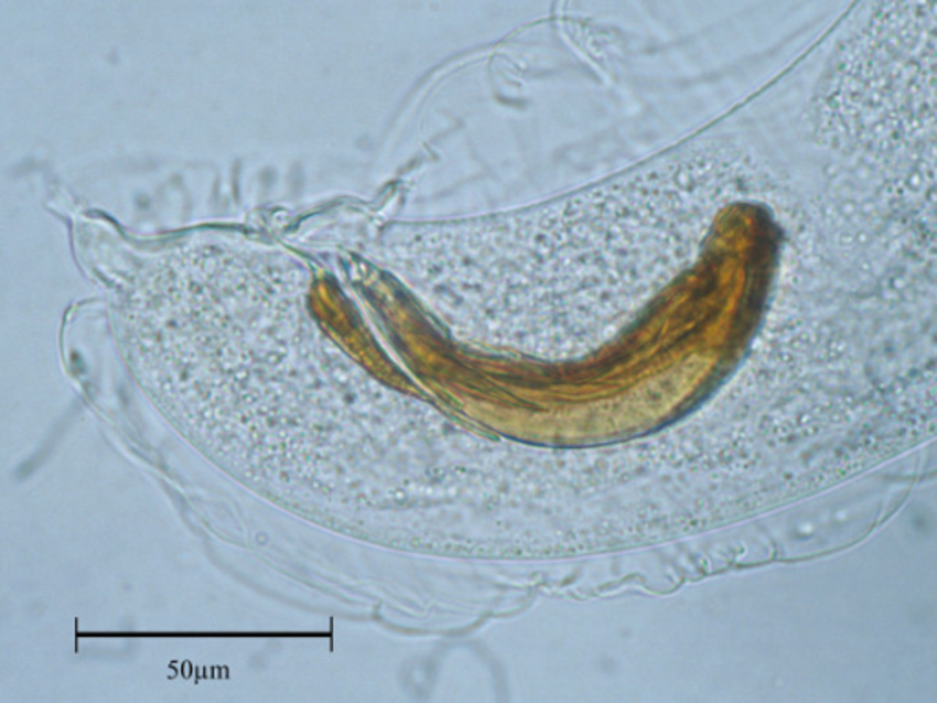 Aelurostrongylus falciformis – lungmask hos grävling