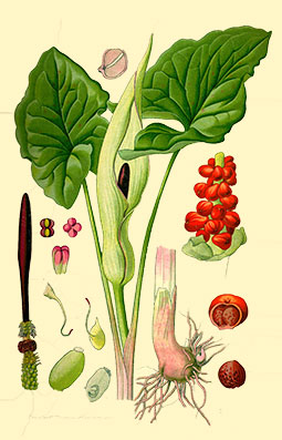 Illustration av fläckig munkhättas olika växtdelar.