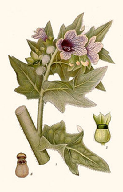 Illustration av bilmörtens olika växtdelar.