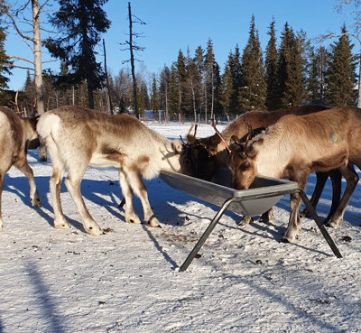 Renar som äter