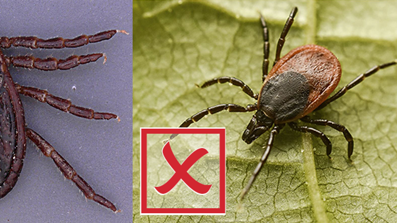 Till vänster: brokig hundfästing
(Dermacentor reticulatus). Till höger: vanlig fästing (Ixodes ricinus). Foton: Lidia Chitimia-Dobler, Bundeswehr Institute of Microbiology, Munich, samt Anders Lindström/SVA.