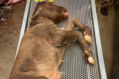 En brun död kalv ligger på ett stålrullbord. 