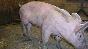 Ledinfektioner hos grisar efter avvänjning