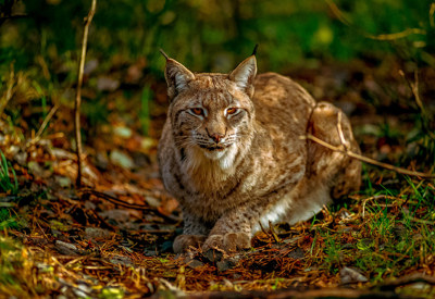 Ett lodjur ligger ihopkrupet på naturmark upplyst av en smula solglimtar.
