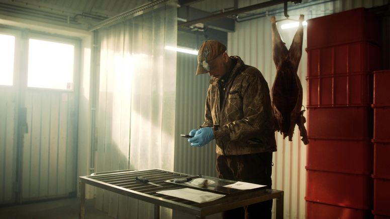 I ett garage med morgonljus in genom fönstren står en jägare framför ett hängande avhudat vildsvin och registrerar sitt vävnadsprov i appen Trikintest.