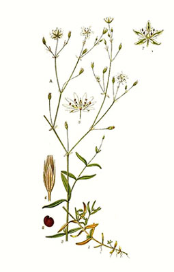Illustration av grässtjärnblommans olika växtdelar.