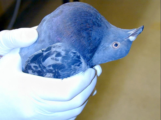 Ett par händer i vita engångshandskar håller i en duva på SVA:s obduktionssal.