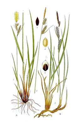 Illustration av starrs olika växtdelar.