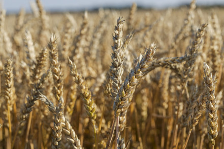 Sädesfält redo att skördas.