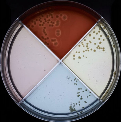 Bakterien Staphylococcus aureus på en agarplatta med fyra fält.