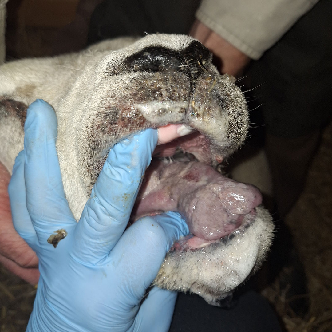 Veterinär håller upp mun hos nöt och visar en blåaktig tunga.