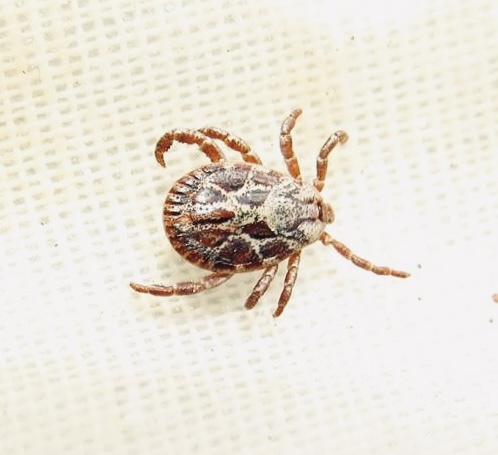 Fästing: Dermacentor reticulatus