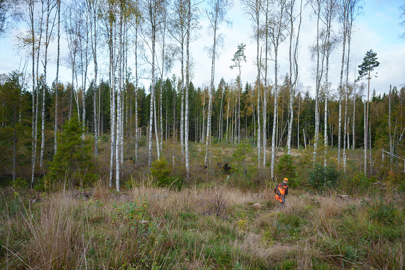 Skogsparti där person med orangea jaktkläder skymtar en bit bort.