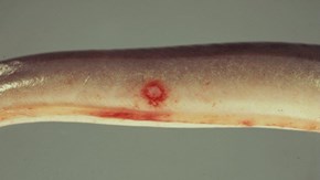 Ål med sår orsakat av infektion med Vibrio vulnificus.