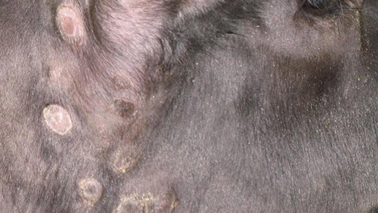 Bild 1: Äldre hudförändringar orsakade av lumpy skin disease. Knölarna kan förekomma var som helst på kroppen och även på slemhinnor. Sjukdomen drabbar nötkreatur. Foto: Eeva Tuppurainen, Pirbright Institute, Storbritannien