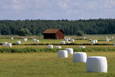 Balar med ensilage