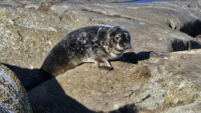 Gråsäl på en klipphäll i skärgården