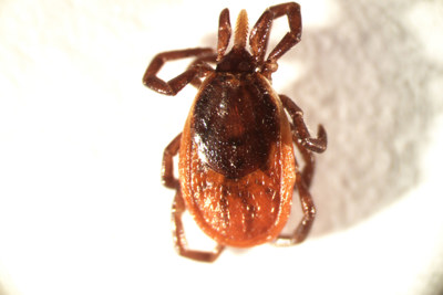 Tajgafästing (Ixodes persulcatus), hona.
