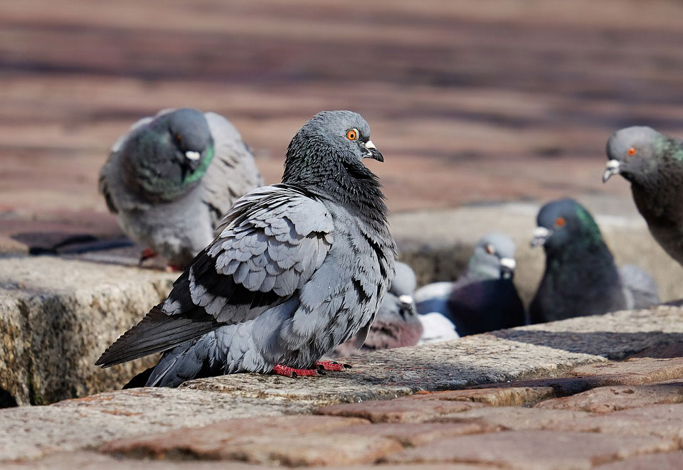 En flock stadsduvor.