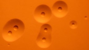Mycoplasma bovis-kolonier ser i mikroskop ut som stekta ägg. Foto: VetBact.org
