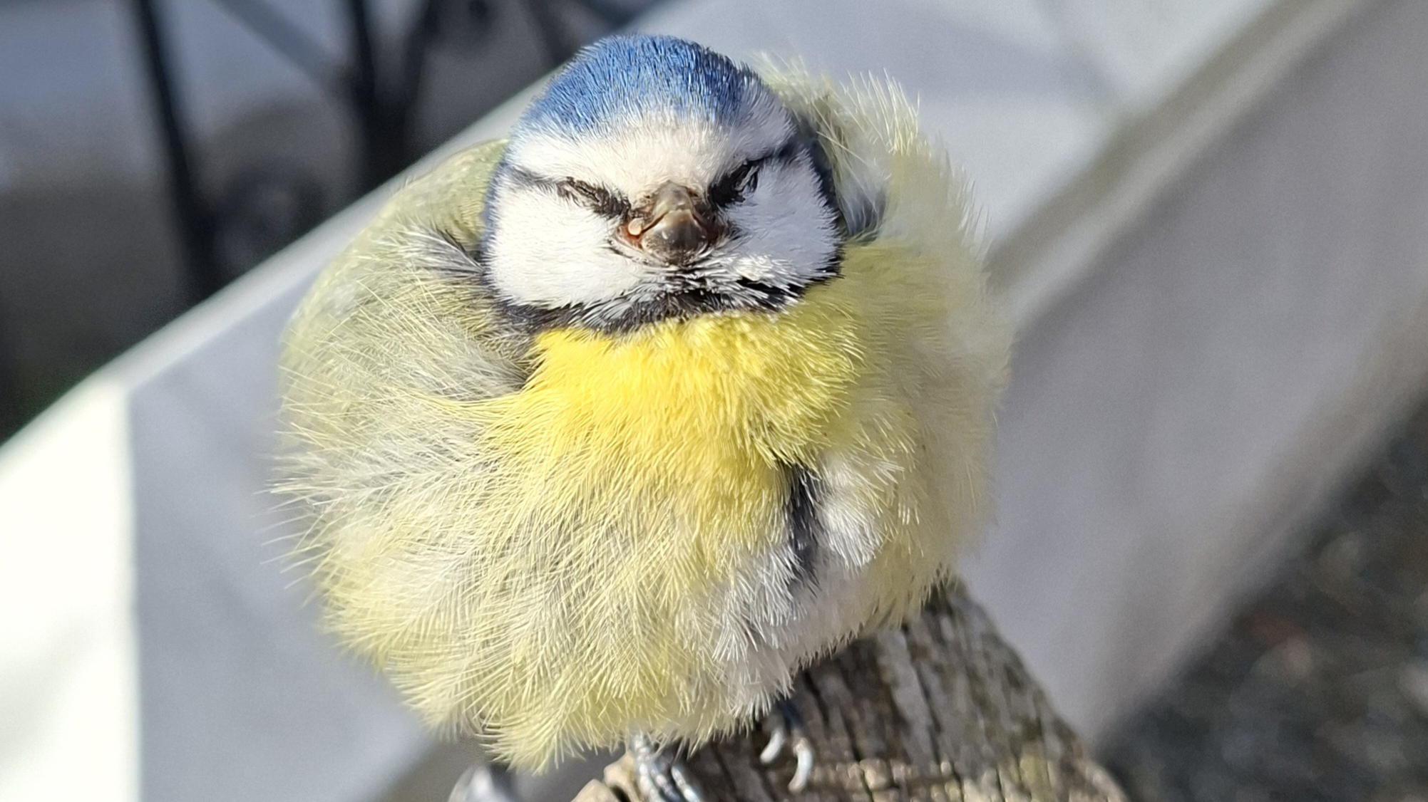 Sjuk blåmes sitter uppburrad.