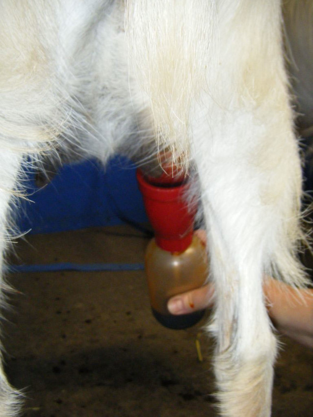 Juverinflammation, mastit, hos får och get kan förebyggas bl.a. genom att spenarna doppas efter mjölkning.