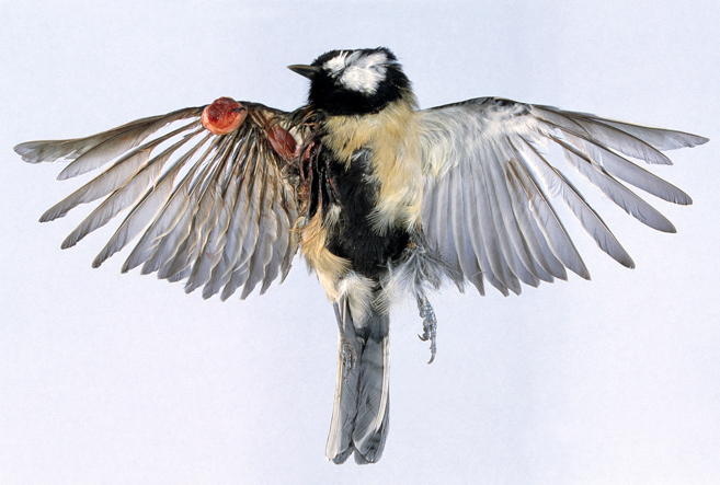 En talgoxe på rygg med utbredda vingar har till vänster i bild en tydlig röd vårtliknande utväxt på ena vingen.