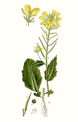 Illustration av åkersenapens olika växtdelar.