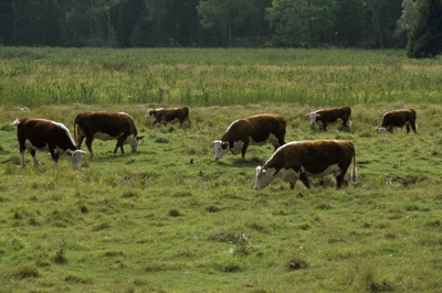 Betande Herefordkor