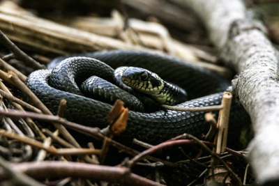 Orm bland kvistar och löv