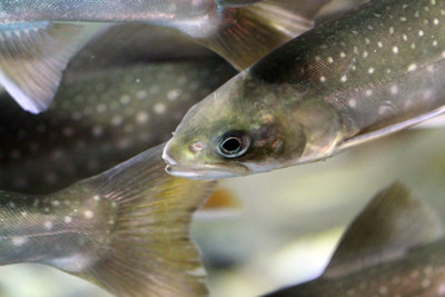 Närbild av fjällröding.