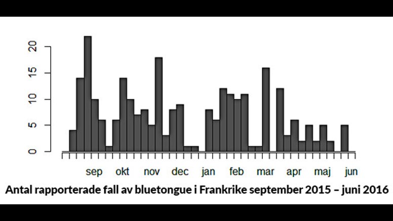 Rapporterade fall av bluetongue per månad i Frankrike sedan det första utbrottet i september 2015. Källa: EU:s sjukdomsrapporteringssystem ADNS