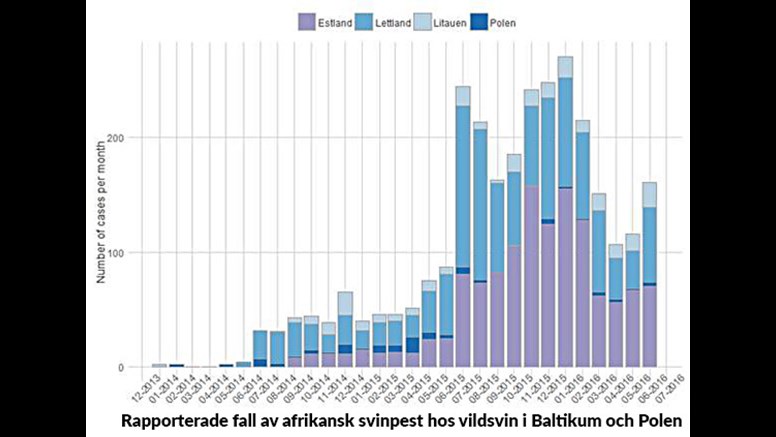 b) Rapporterade fall per månad av afrikansk svinpest hos vildsvin i Baltikum och Polen sedan det första utbrottet i januari 2014. Källa: EU:s sjukdomsrapporteringssystem ADNS