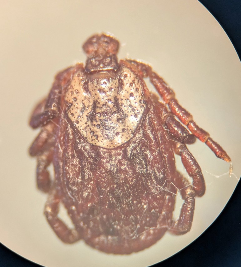 Brokig hundfästing i mikroskop