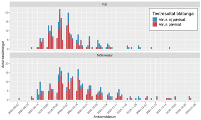 Två grafer med röda och blå staplatr som visar testresultat för blåtunga september 2024 till januari 2025.