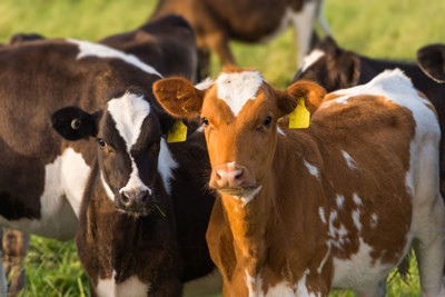 En liten flock kalvar märkta med gula taggar i öronen ses gå ute på grönbete.