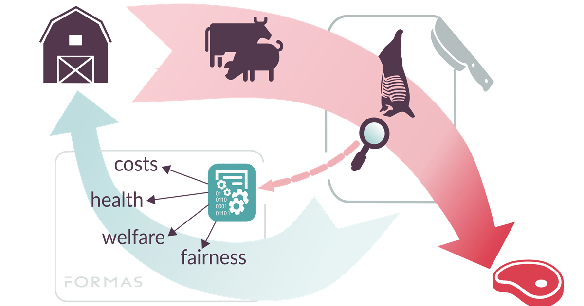 Data-driven identification of animal health and welfare conditions at  abattoir to support producers in cost-effective farm management decisions.  - SVA