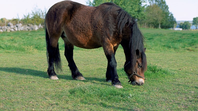 Hästar kan få svår klåda och blödande sår på benen av benskabb och hudinflammation. Det svensk-norska forskningsprojektet syftar till att bättre kunna hjälpa hästar med detta frustrerande och smärtsamma lidande. Den nordsvenska hästen på bilden har dock inga sjukdomsproblem.