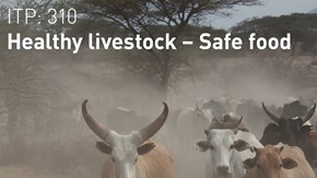 Banner ITP: Healthy livestock – safe food