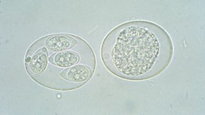Bilden visar två  oocystor av släktet Eimeria. Oocystan till vänster i bild är sporulerad, och den till höger är osporulerad.