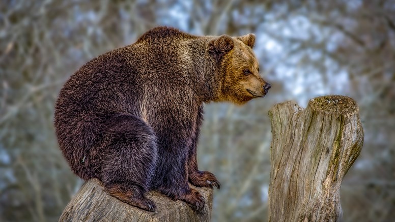 Bild på björn i djurpark