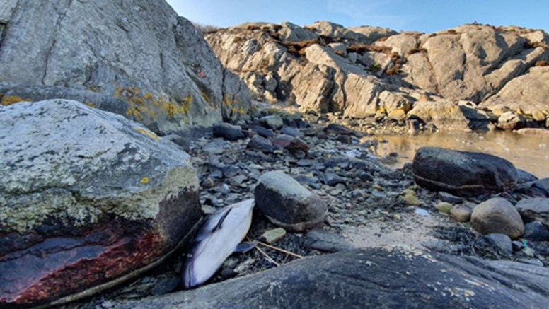 Död tumlare uppspolad på en stenig strand.