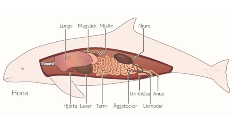 Anatomisk illustration av tumlare sedd från sidan, med organens placering.